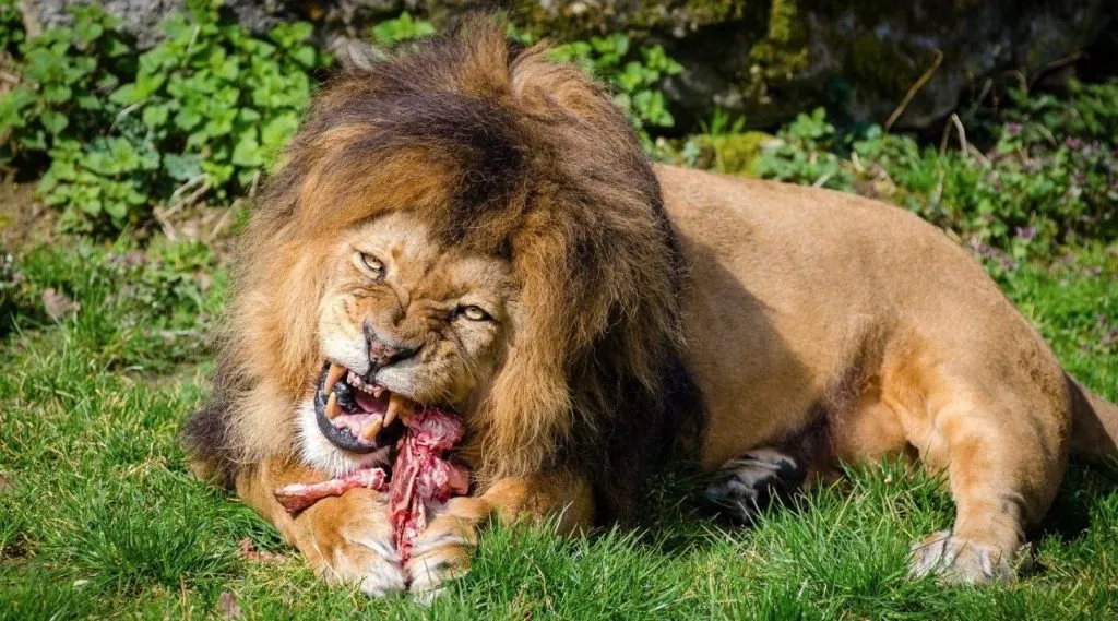 lioon-eating-meat